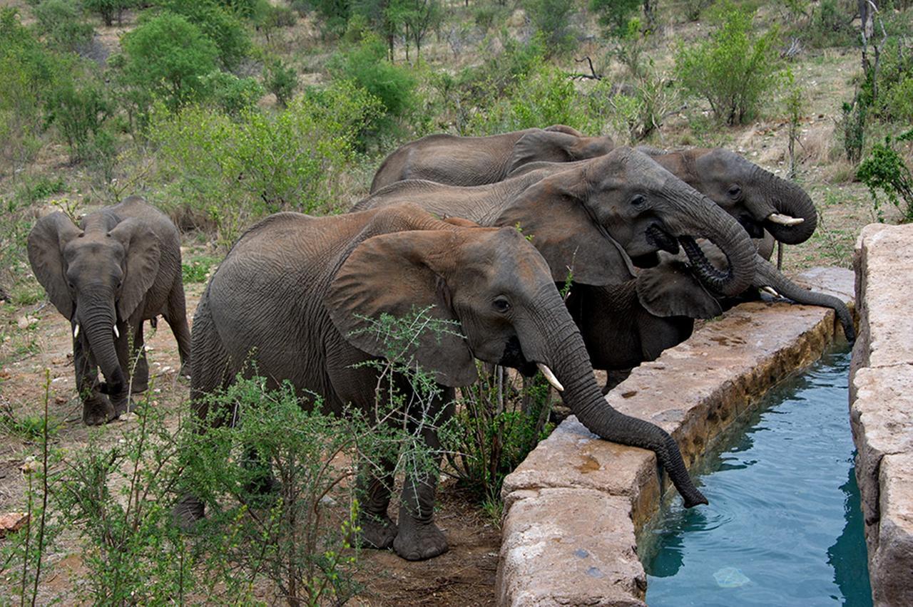 Makumu Private Game * Klaserie Private Nature Reserve