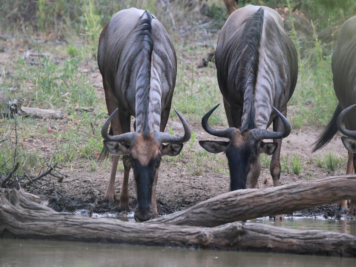 Makumu Private Game Klaserie Private Nature Reserve
