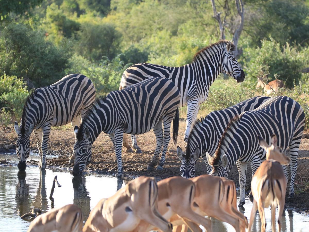 Makumu Private Game * Klaserie Private Nature Reserve