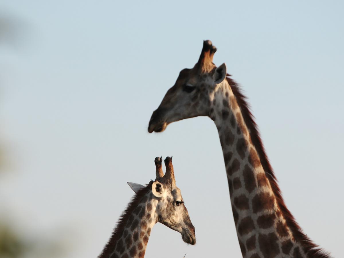 Makumu Private Game Lodge *