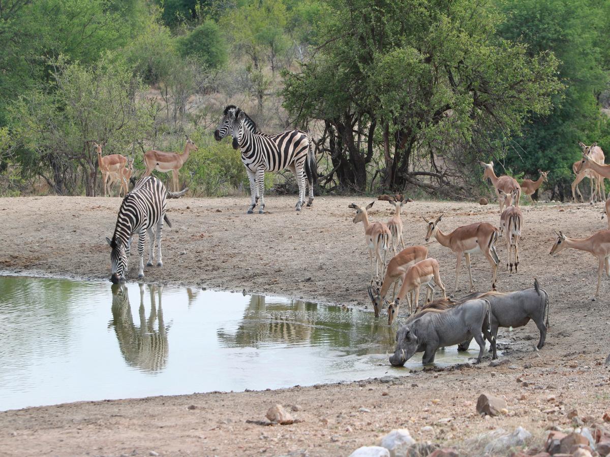 Makumu Private Game Lodge Klaserie Private Nature Reserve